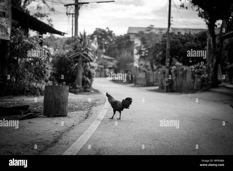 Chicken road game in Spain