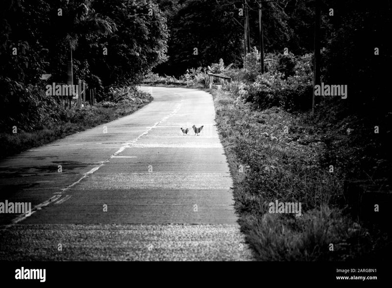 Chicken road online, chicken road españa